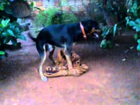 zoofilia xvideos|'zoofillia cachorro animais zoofilica' Search .